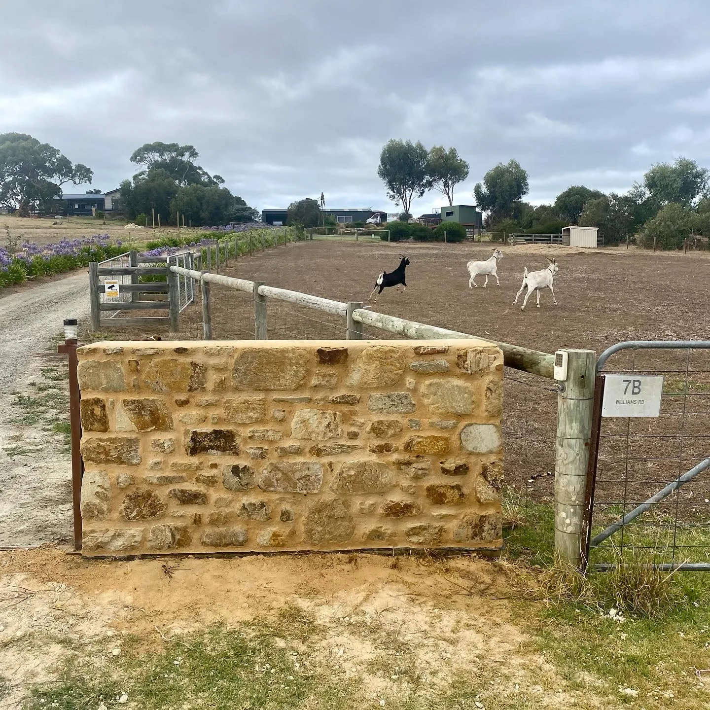 A new stone wall at a paddock gate with goats in the background