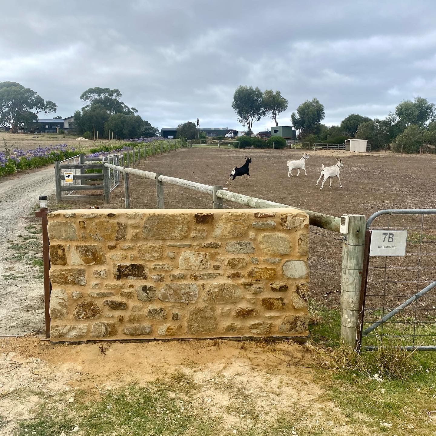 A new stone wall beside a paddock gate, with goats in the paddock behind
